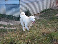 abruzzese mastiff